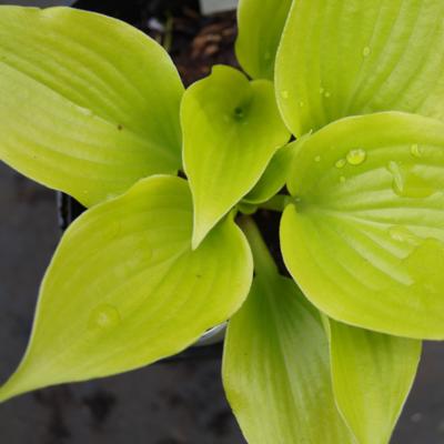 Hosta 'Appletini'